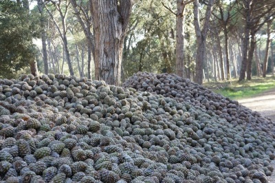  Pine pine productivity