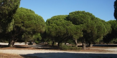  Pinea is cultivated most of all in Italy, Turkey and Spain.