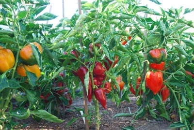  Growing Paprika