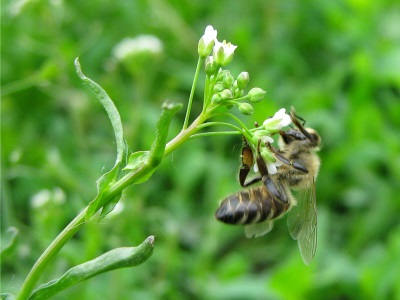  Shepherd's purse is a good honey plant.