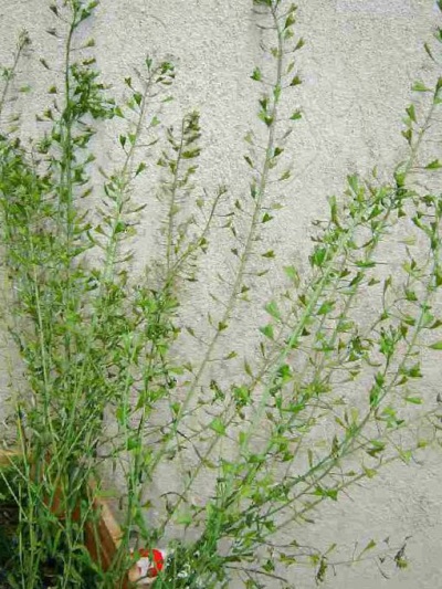  Shepherd's bag can be grown at home