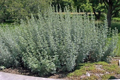  Wormwood bush