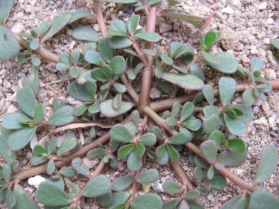  Purslane