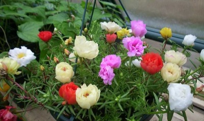  Portulaca növényvédelem