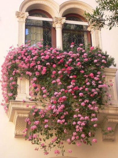  Portulac well decorates balconies, gardens, flower beds.