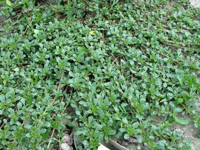  Portulak not only decorates flowerbeds, but also litters the garden