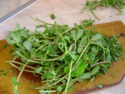  Purslane is useful in fresh form due to the rich content of microelements.