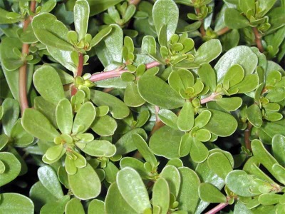  Garden purslane