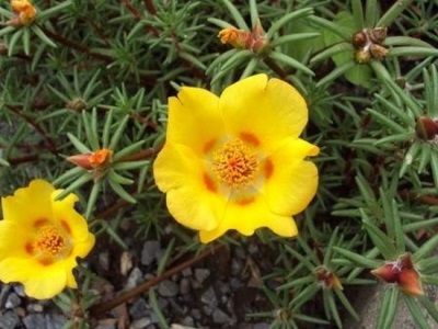  Large flowered purslane