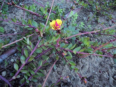  A Portulacot egy ideig gyomként tartották.