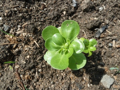  Growing purslane