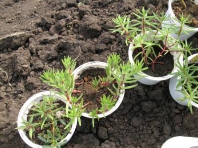  Portulaca Saplings