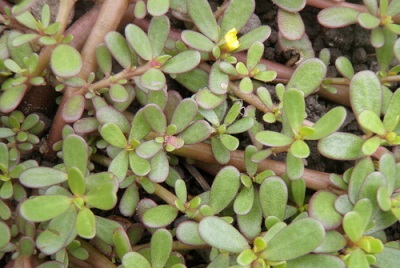  Wild purslane