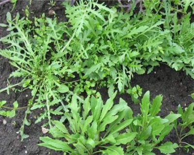  Arugula on the garden