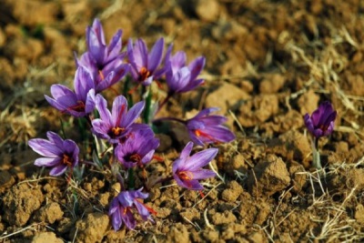  Saffron Features