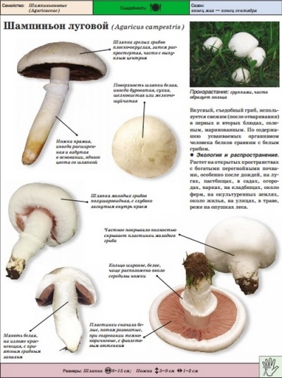  Meadow Champignon vagy Champignon