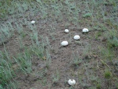  Champignons can grow anywhere