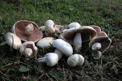  Mushroom picking rules