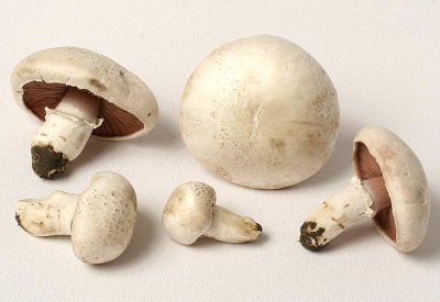  Champignons are used for medical purposes.