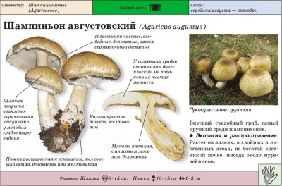  Champignon augusztus