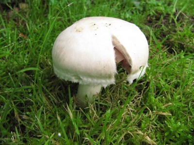  Champignon hat