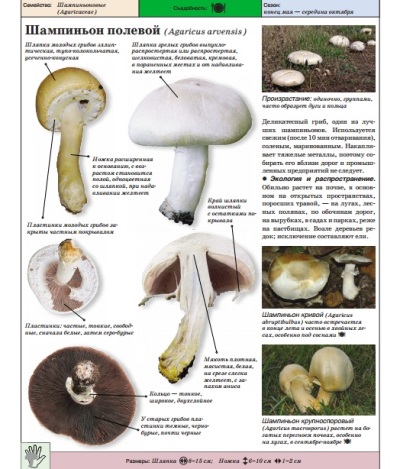  Field champignon