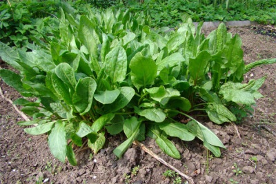  Sorrel in the garden