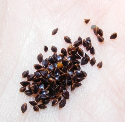  Sorrel seeds