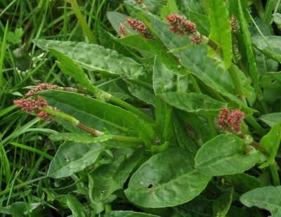  Flowering sorrel