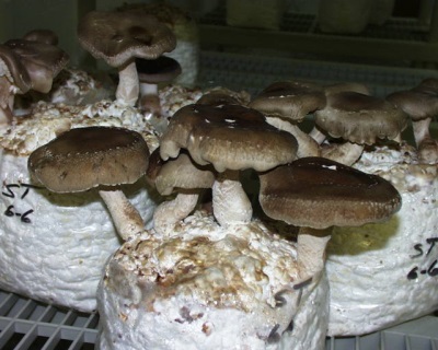  Growing shiitake intensive method