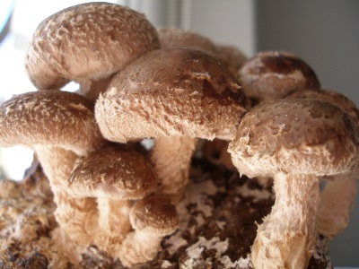  shiitake gomba megjelenés