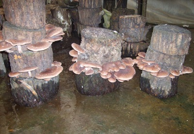  Growing shiitake extensively