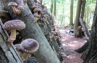  A shiitake gombák gyógyászati ​​célú termesztésére szolgáló módszer