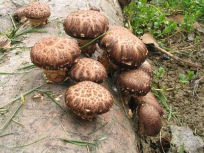  Shiitake grows mainly in Asia