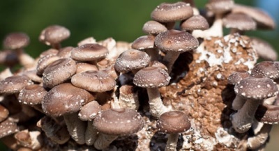  A shiitake gombáknak hatalmas listájuk van a test számára.