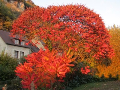  Furry tree