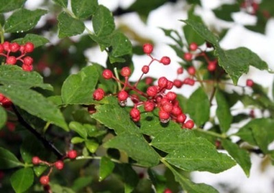  Sichuan pepper belongs to the Ruta family