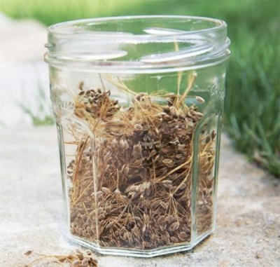  Broths and tea from the seeds of dill