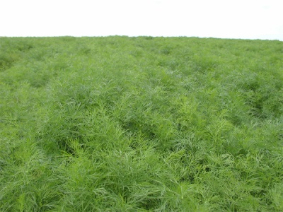  Plantation urop