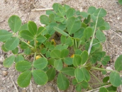  Growing peanuts in the open ground