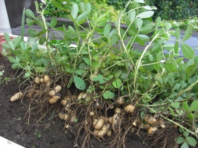  Growing peanuts should follow the basic rules.