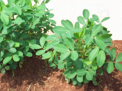  Proper care of the plant peanuts gives a greater amount and better quality of the fruit.