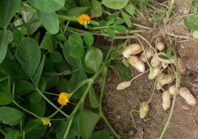  Growing peanuts in your garden is not at all difficult; you only need to know some of the nuances.