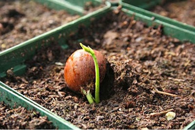  Walnut hazelnut sprouting