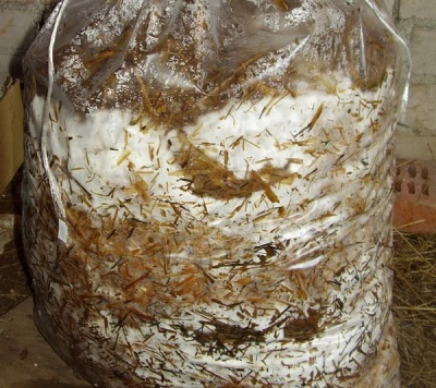  Moisture substrate for the cultivation of oyster mushrooms