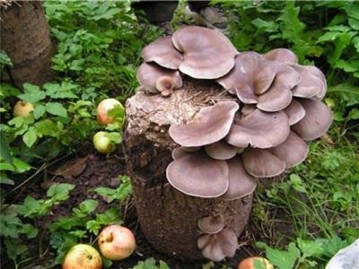  Growing oyster mushrooms on logs or stumps