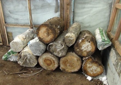  Sowing mycelium on the logs and their preparation for the cultivation of oyster mushroom spawn