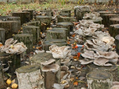  Harvested oyster mushrooms grown artificially on stumps and logs