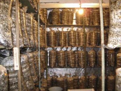  The incubation period for oyster mushroom lasts up to 25 days