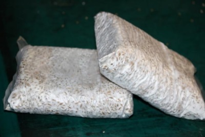  Purchased oyster mushroom mycelium